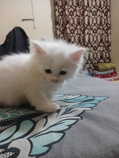 kittens for sale Triple cot litter trained friendly