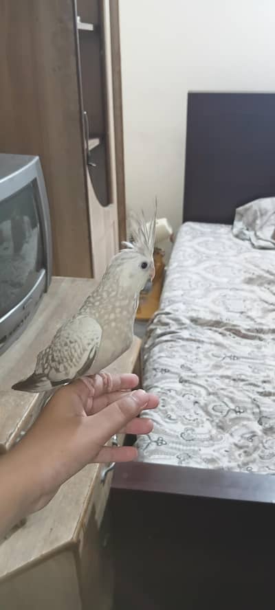 hand tame 2 moth cocktail full hand tame