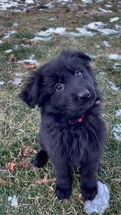 GSD balack puppy for sale