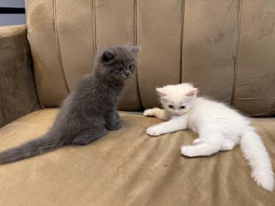 pure breed Persian cats with odd eyes and blue eyes