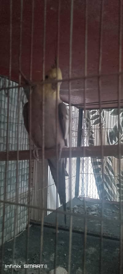 cocktail breeder pair argent sale