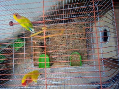 lovebirds
