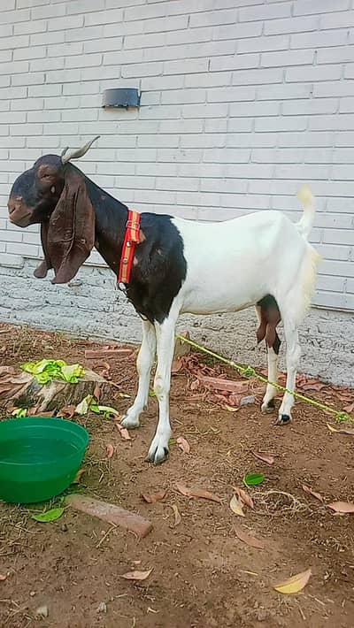 Bakr 4 danthi for sale makki cheeni gulabi cross