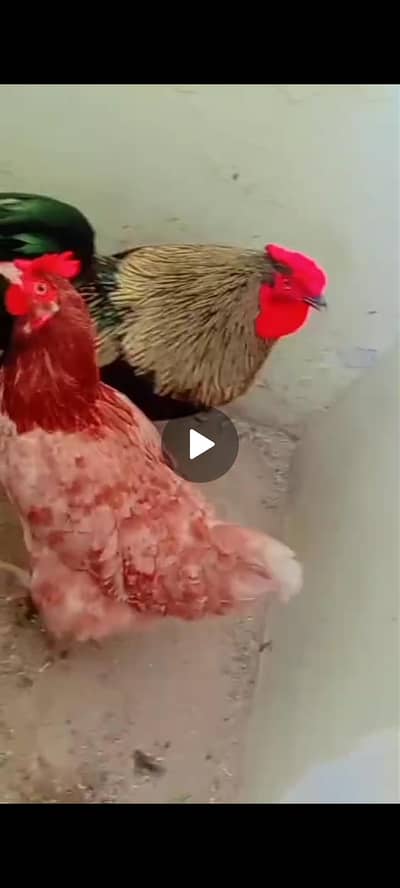 Murgha aur Murghi For Sale
