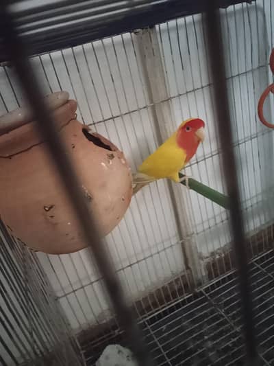 breeder lutino female ha