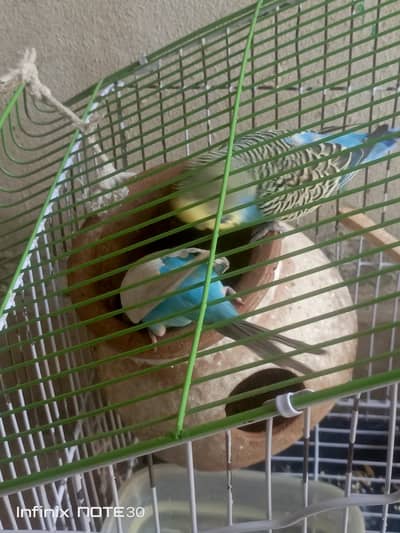 Australian parrots