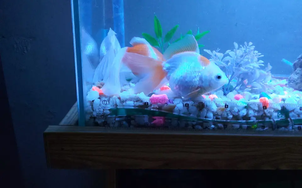 Gold fish pair large size