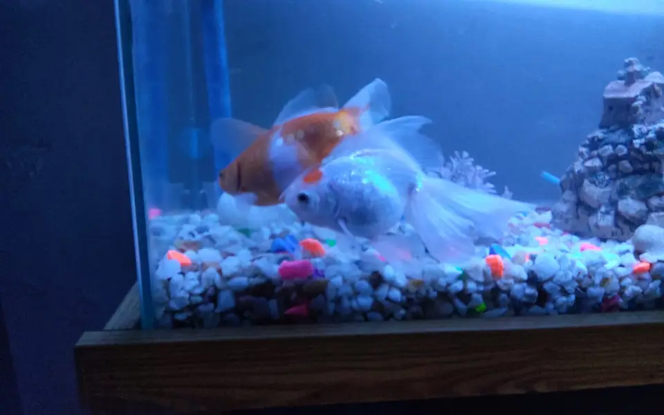 Gold fish pair large size — photo 2