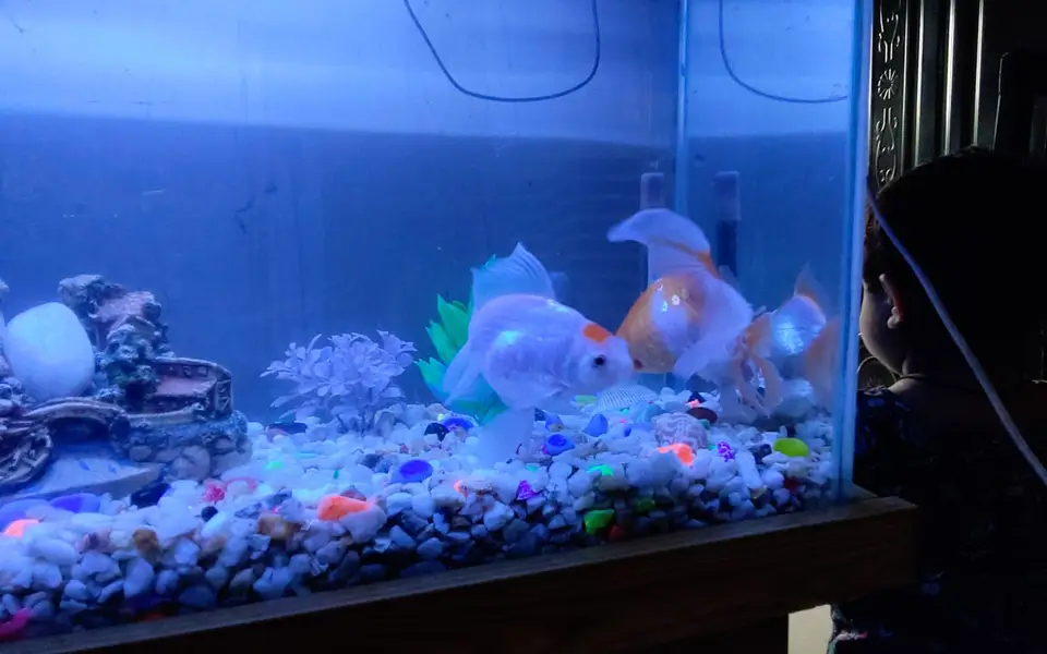 Gold fish pair large size — photo 3