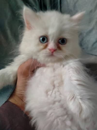 Persian Cats kitten