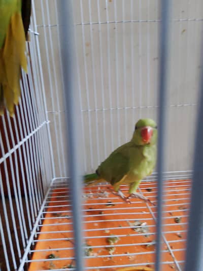 parrot baby for sale