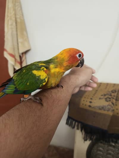 Tame self sunconure