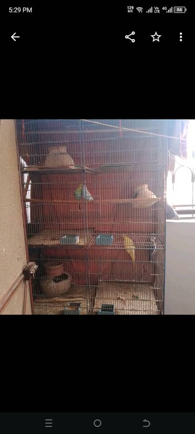 large size birds cage . iron 4 step MN he. direct cal Karen