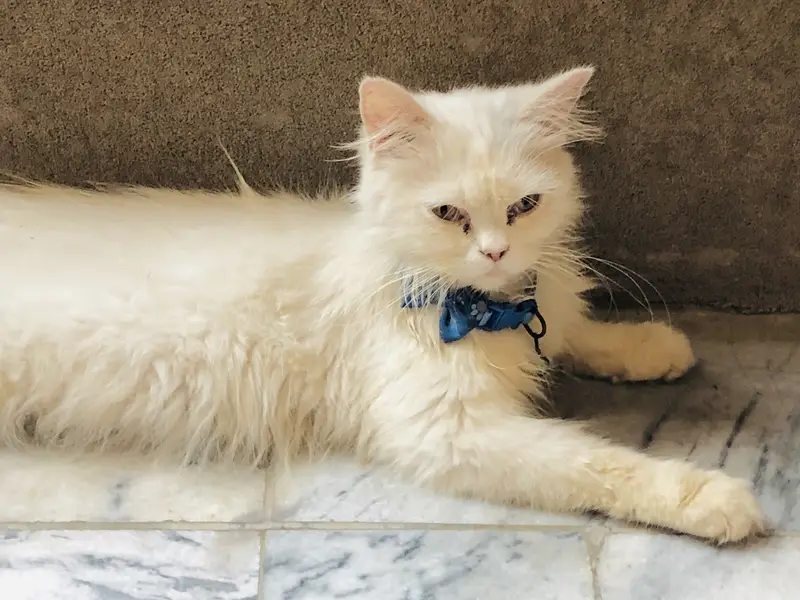 Innocent kitten