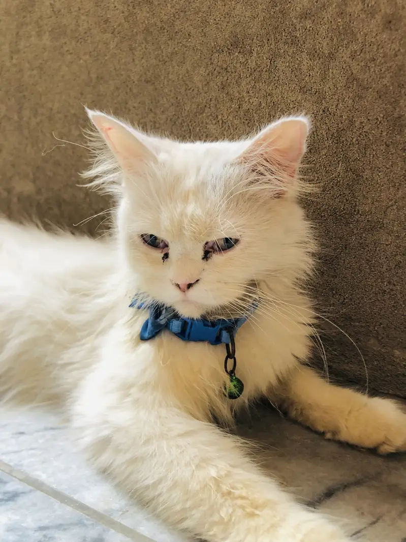 Innocent kitten — photo 2
