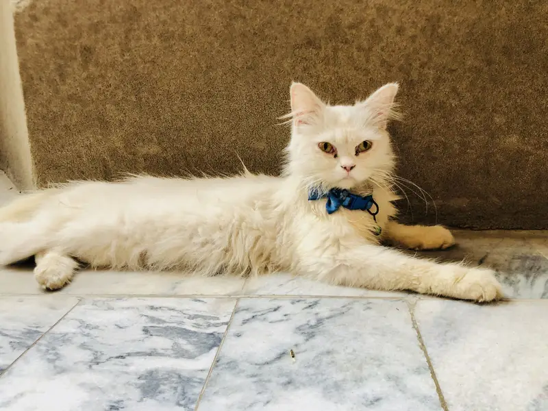 Innocent kitten — photo 3
