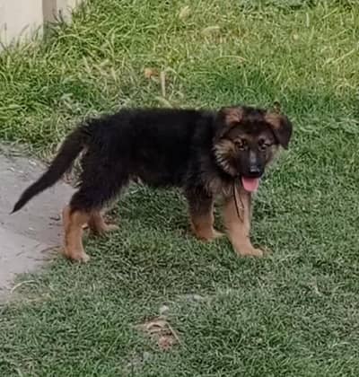 German Shepherd