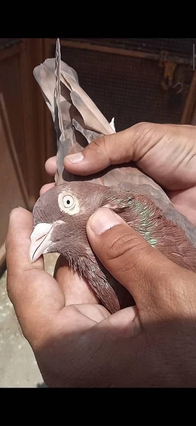 Indian breeder bachy available 4 peice  resulted cargo all Pakistan
