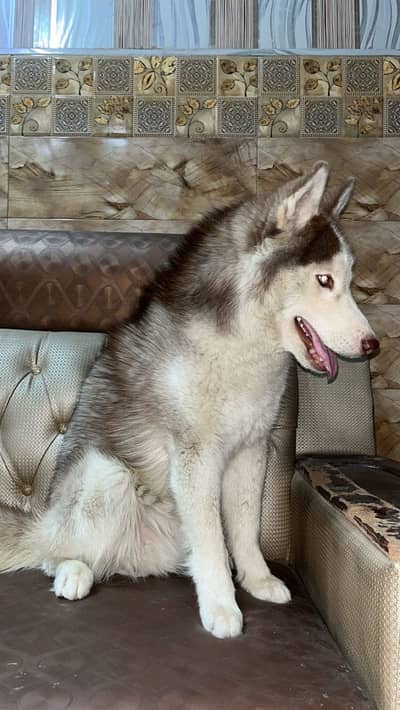 Siberian husky