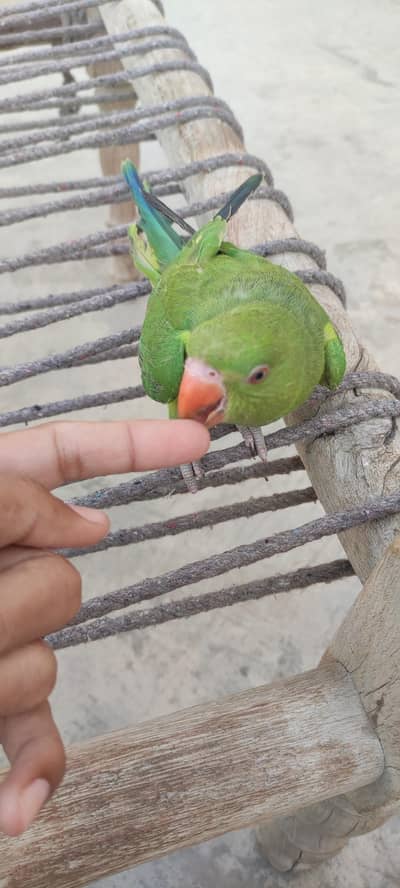 hand tame parrot for sale location chishtian