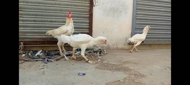 Aseel Heera Qandari Galva