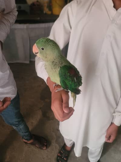 Original Raw parrot kashmiri