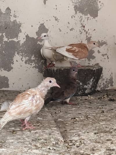 Khumray Dove and Hens murgiyan for sale