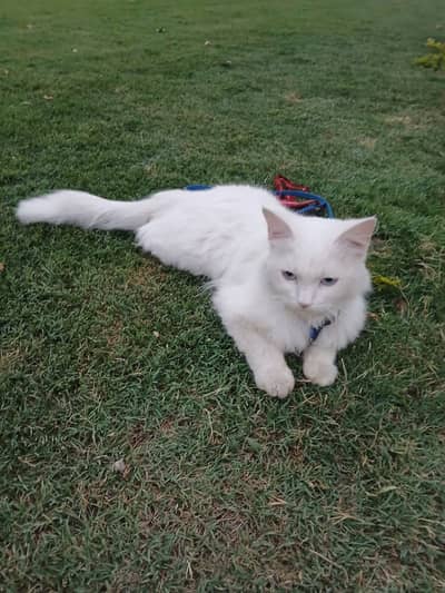 Purebred White Persian Kitten – Fully Vaccinated & Socialized