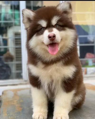 Siberian husky puppy original