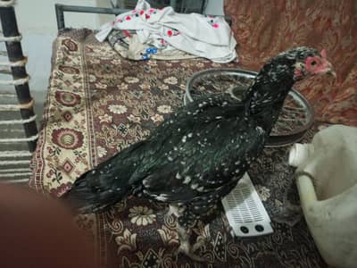 aseel chini murgi for sale ansa dar rahi ha