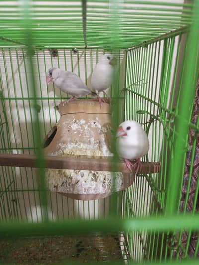 2 java pairs 1 silver female with eggs