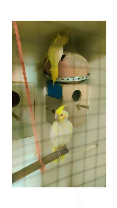 Cocktail parrot