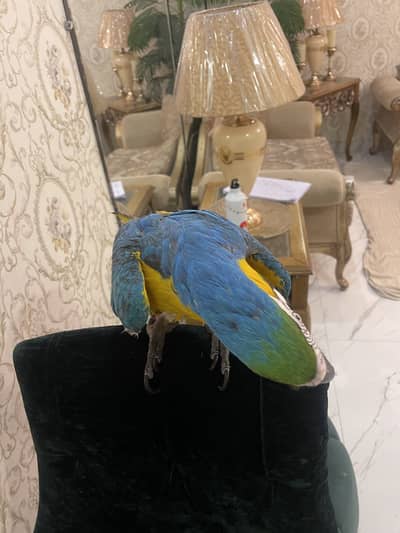 Blue gold macaw very active age 9 year