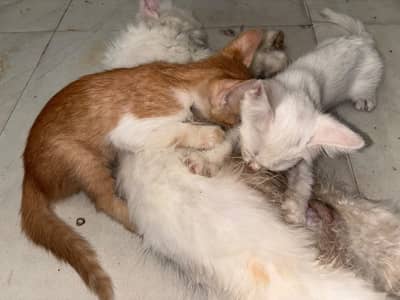 Kitten