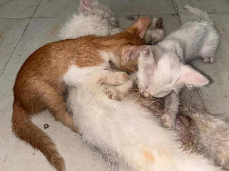 Kitten 0