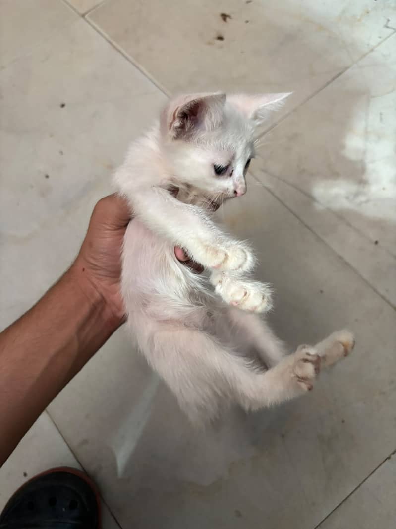 Kitten 1