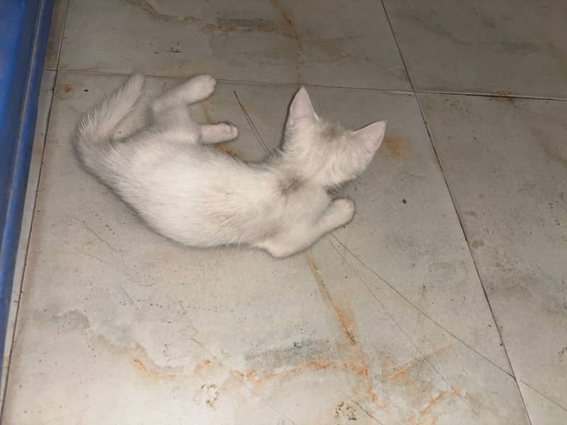 Kitten 2