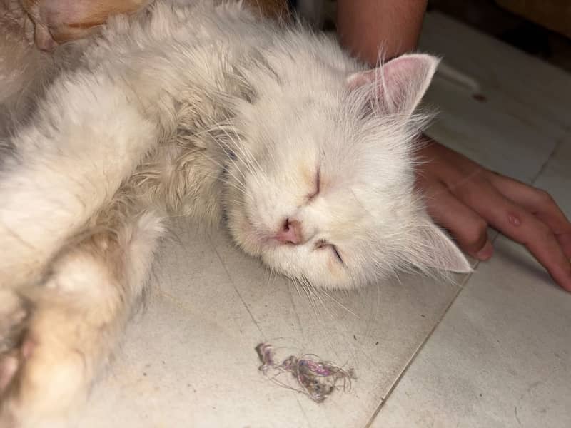 Kitten 3