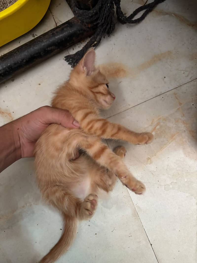 Kitten 4