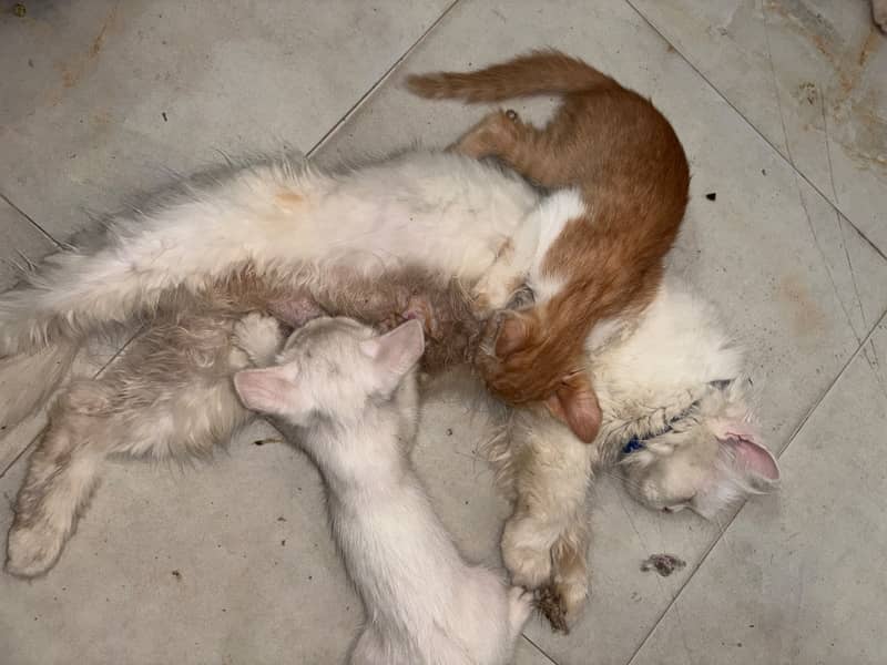 Kitten 5