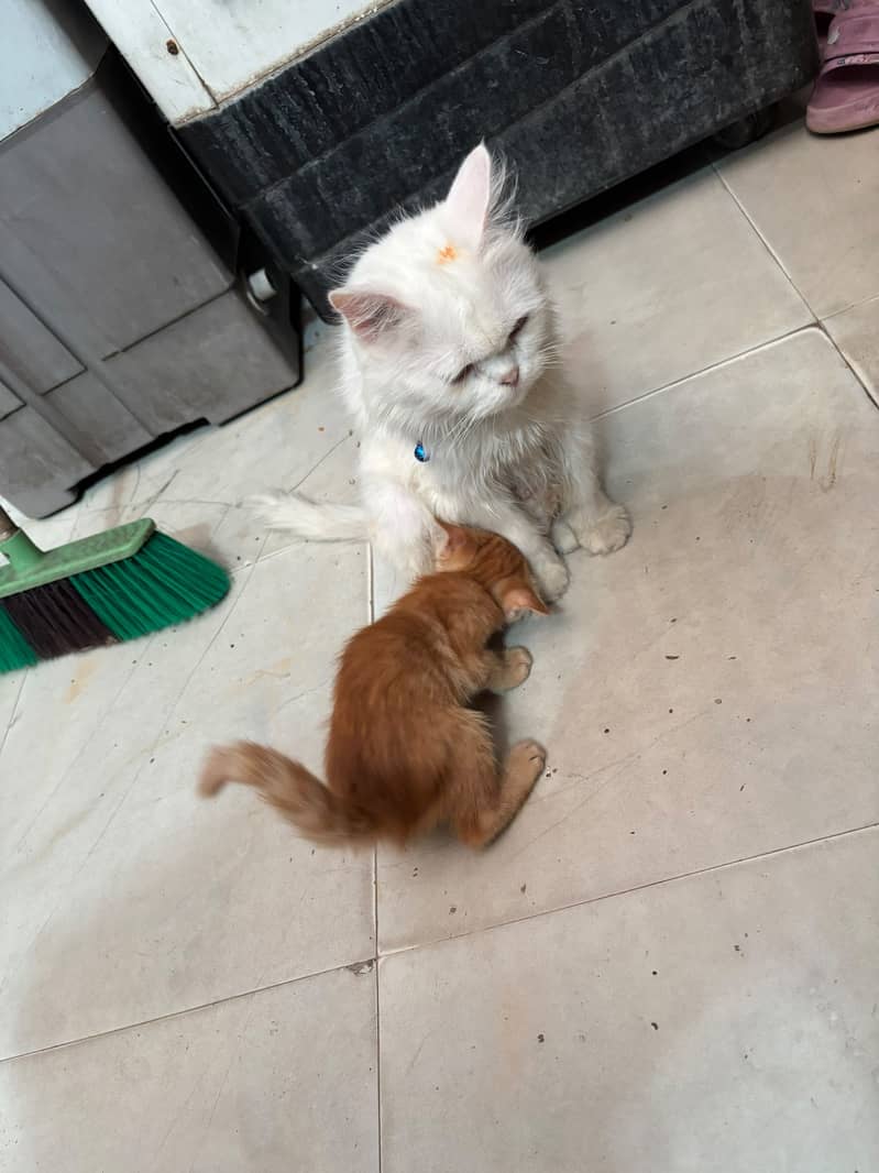 Kitten 6