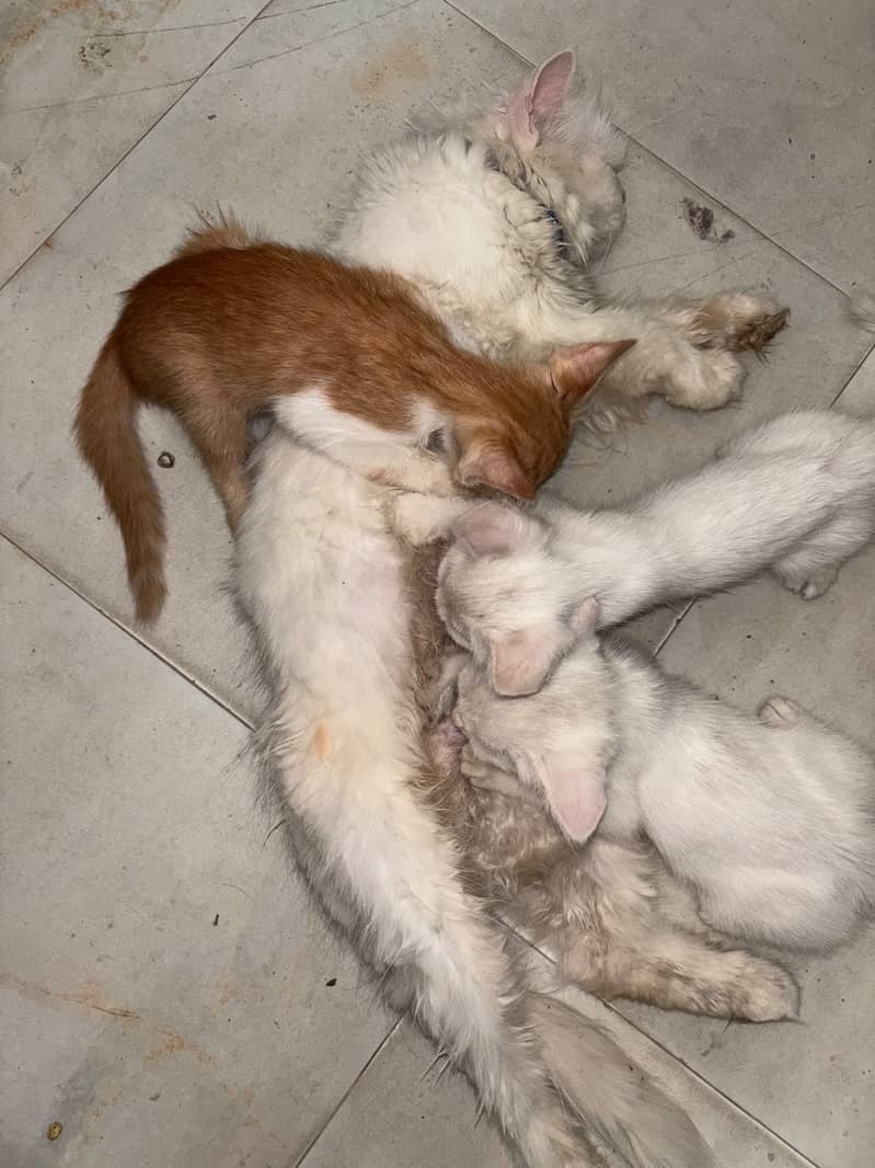 Kitten 7