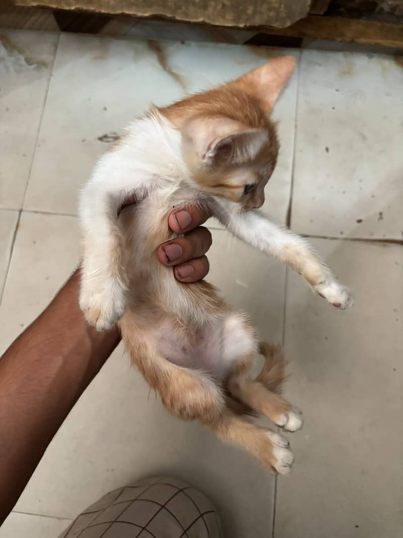 Kitten 8