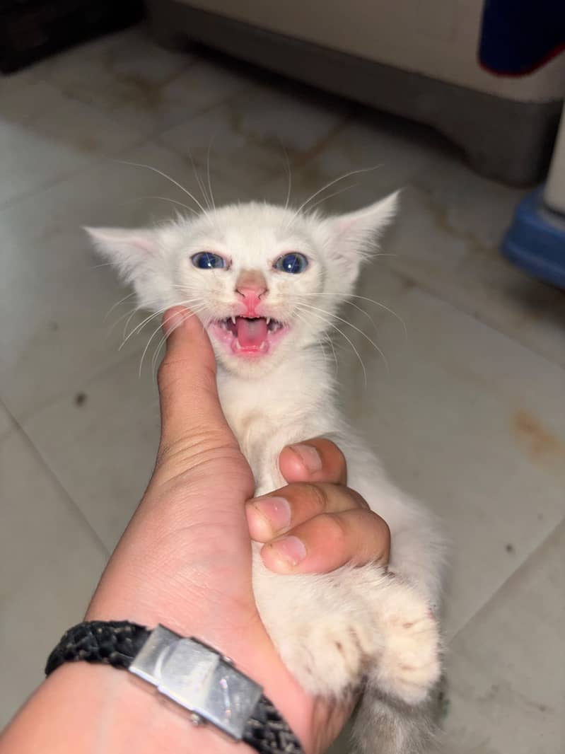 Kitten 9