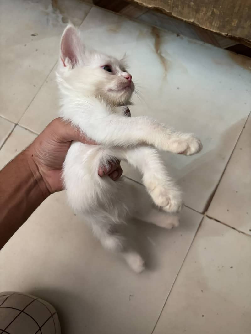 Kitten 10