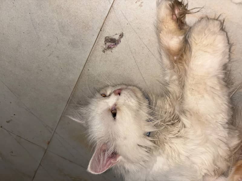 Kitten 11