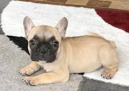french bulldog