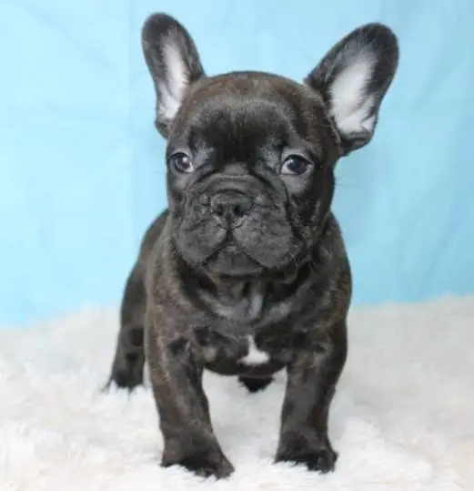 french bulldog — photo 2
