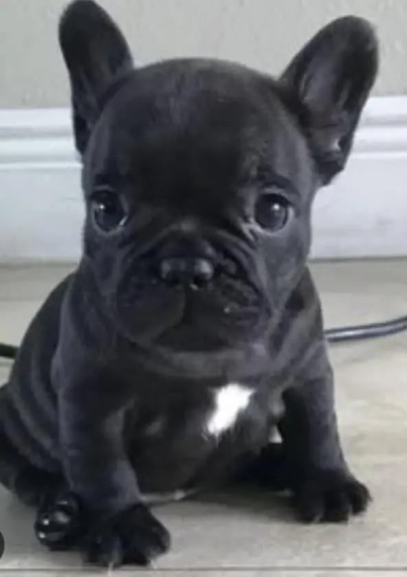 french bulldog — photo 3