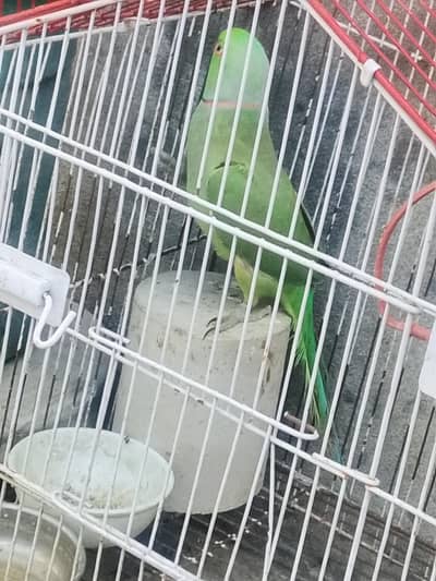 parrot for selling